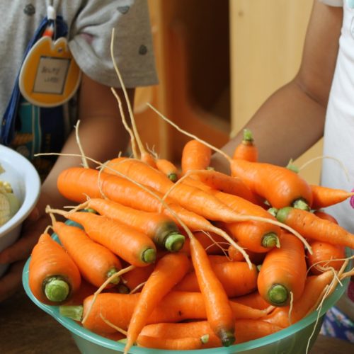 はたけの収穫8月21日