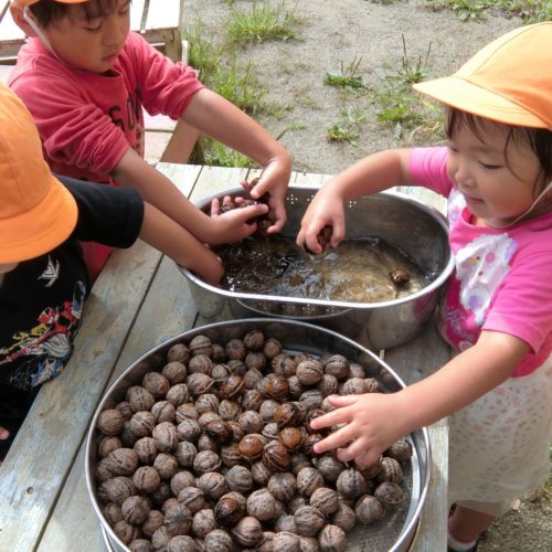 クルミ拾いブーム到来⁉