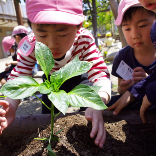 苗を植えたよ！