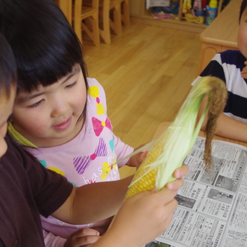 錦町産トウモロコシ！？【パリス錦町保育園】