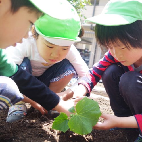 今年の夏野菜は！？【パリス錦町保育園】