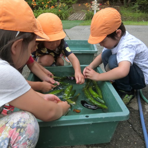 おいしい浅漬けできたよ【パリス保育園】