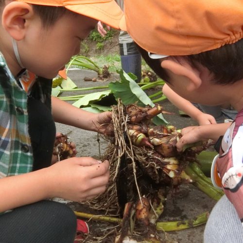 さと芋とれたよ！！【パリス保育園】