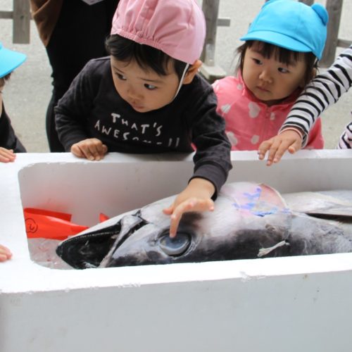 お魚やさんがやってきた～！！【パリス保育園】