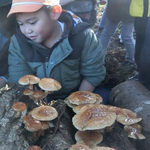 なめこがとれた!!【パリス保育園】 なめこがとれた!!【パリス保育園】