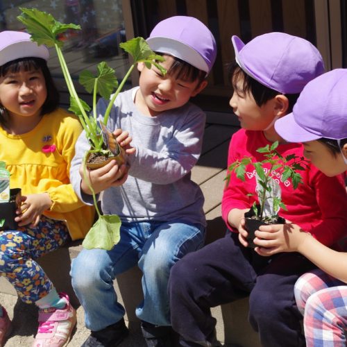 今年の野菜は何かな！？【パリス錦町保育園】