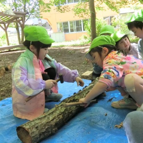 きのこを植えたよ!【パリス保育園】 きのこを植えたよ!【パリス保育園】