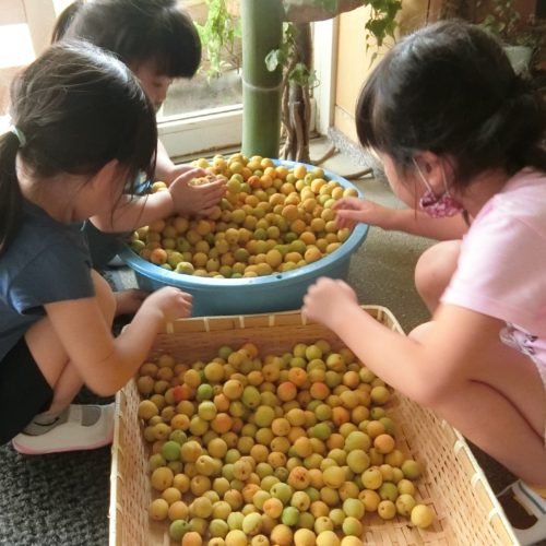 完熟梅を収穫~!!【パリス保育園】 完熟梅を収穫~!!【パリス保育園】