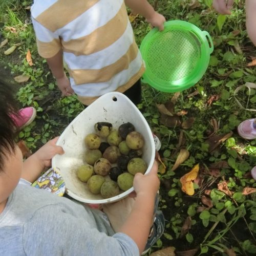 この実、なんの実?!うみ組編 【パリス保育園】 この実、なんの実?!うみ組編 【パリス保育園】