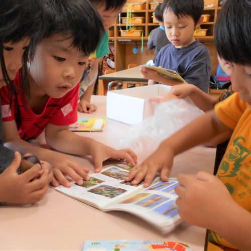 この実、なんの実??【パリス保育園】 この実、なんの実??【パリス保育園】