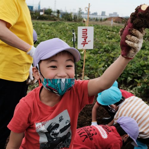 今年のお芋の出来は！？【パリス錦町保育園】