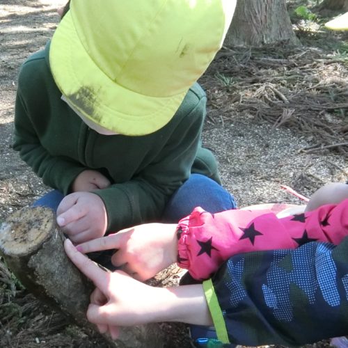 木から何か出ているよ？！　【パリス保育園】