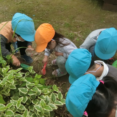 虫探しに夢中【パリス保育園】