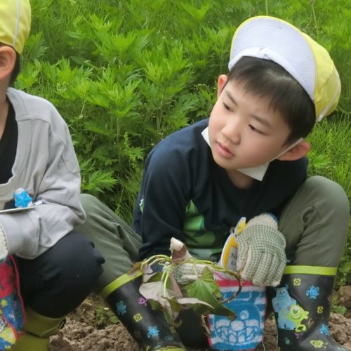 大きくなぁれ！さつまいも！！【パリス保育園】