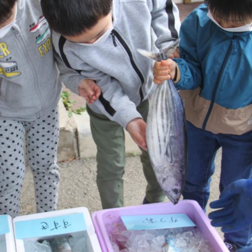 お魚の食育教室　【パリス保育園】