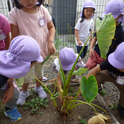 秋の味覚が盛りだくさん！　【パリス将監西保育園】