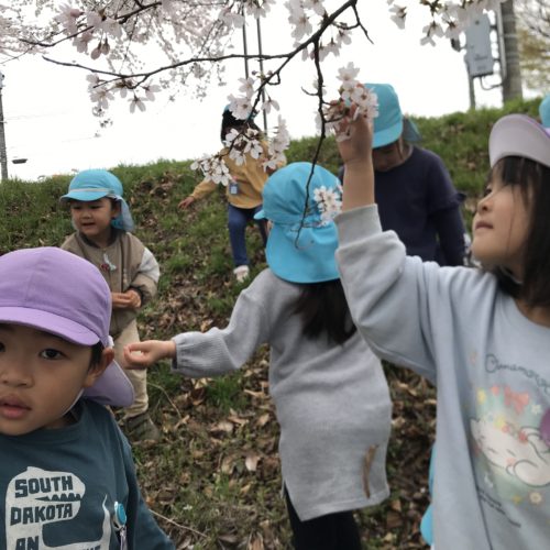 お花見行ってきたよー🌸　【パリス将監西保育園】