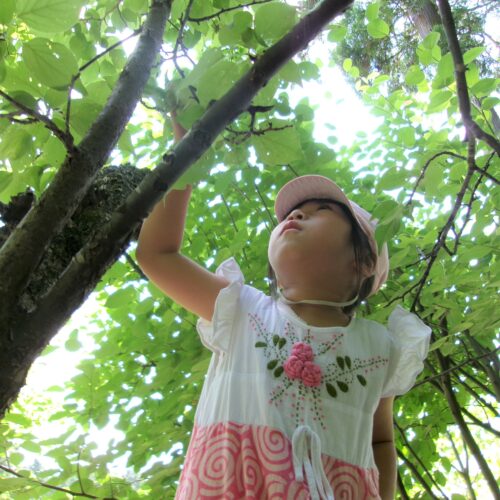 うめジュース作ろ!! 【パリス保育園】