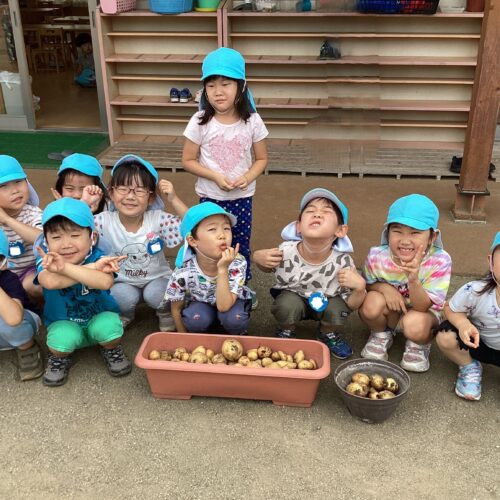 ジャガイモ掘り🥔🥔🥔【パリス将監西保育園】