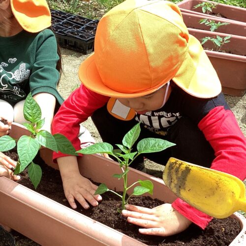 苗植えしたよ🌱【パリス将監西保育園】