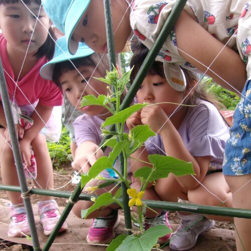新しくなったパリスの畑🌱【パリス保育園】