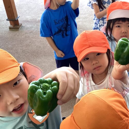 今日のピーマンは⁉ 🫑【パリス将監保育園】