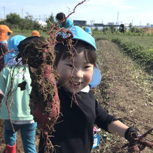 大収穫！？芋掘り遠足🍠【パリス将監西保育園】
