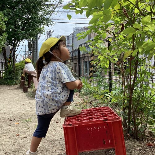園庭には不思議がいっぱい!【パリス錦町保育園】 園庭には不思議がいっぱい!【パリス錦町保育園】